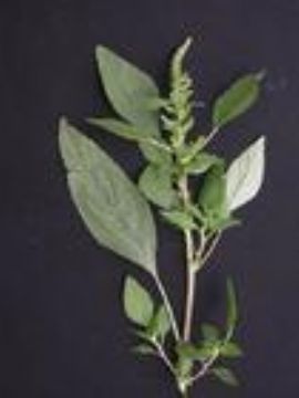 Amaranthus Retrofoexus Extract 